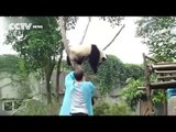 Un panda è incastrato sull'albero: ciò che avviene dopo vi farà sorridere!