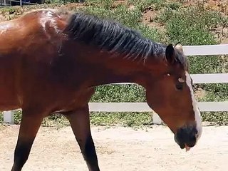 Questo cavallo si diverte un mondo ma... non stategli vicino!