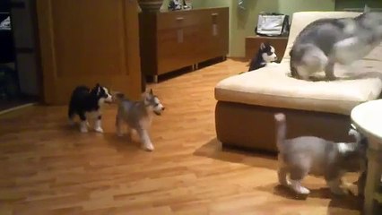 Download Video: Guardate come questa mamma si diverte con i cuccioli. E la loro reazione? Bellissima