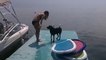 Mentre prende lezioni di nuoto, questo cagnolino fa morire tutti dalle risate!