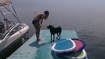 Mentre prende lezioni di nuoto, questo cagnolino fa morire tutti dalle risate!