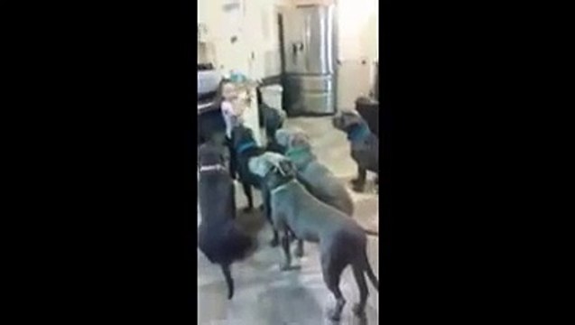 Guardate cosa fa questa bimba con 6 pitbull: e questi sarebbero cani aggressivi?