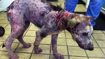 Quando questo cane guarirà non crederete ai vostri occhi: incredibile!