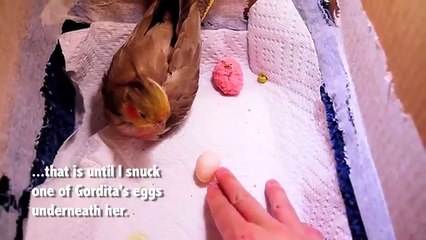 All'inizio il piccolo sembra piuttosto mostruoso, ma la trasformazione è sorprendente!