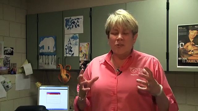 Mettono un cane in una cucciolata di gatti. La reazione? Wow!