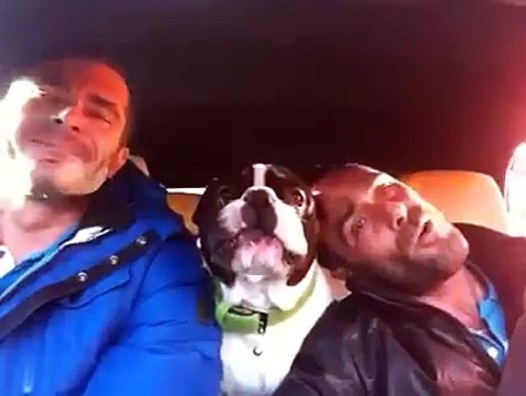 Due ragazzi cantano in macchina la loro canzone preferita, quello che fa il cane è stupefacente