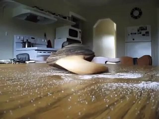 La vongola che mangia il sale direttamente dal tavolo