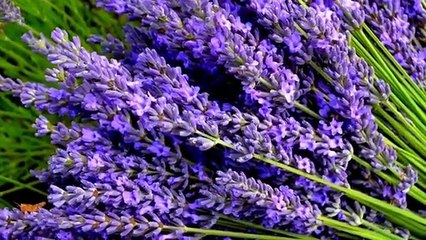 Hanjoo Akhian De Vede Wich