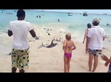 Un gruppo di delfini si arena sulla spiaggia alle Barbados
