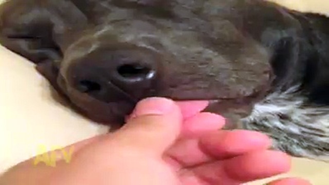 Guardate cosa riesce a fare questo cane!