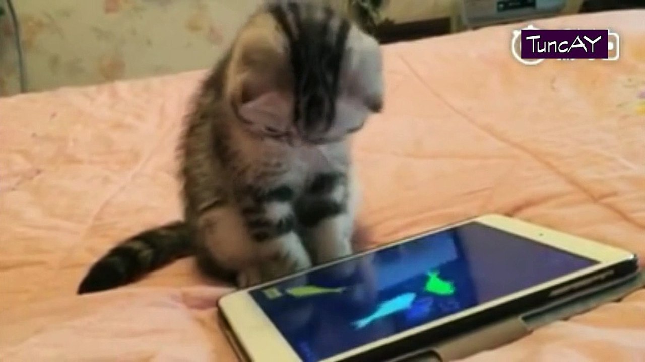 Kedinin  iPad,de balik yakalamaya calismasi