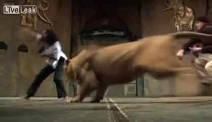 Il terribile attacco di un leone alla ballerina durante le prove di uno spettacolo