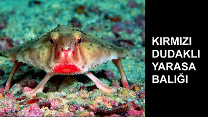 Dünyanın En Tuhaf 10 Hayvanı