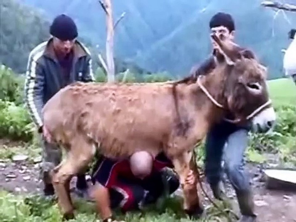 Donkey like this