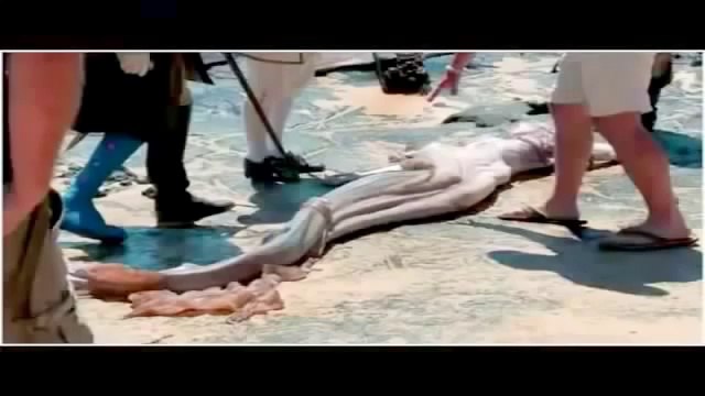 Удивительное существо выбросило на берег