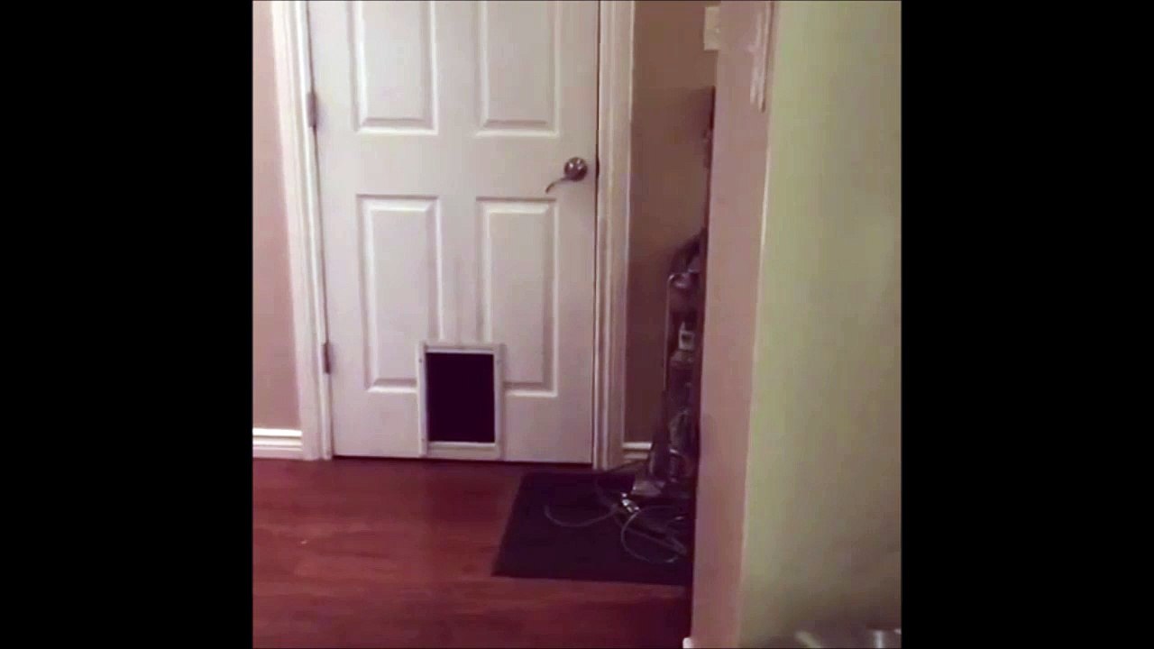 Encore une chatière inutile... Les chats sont des enfoirés!