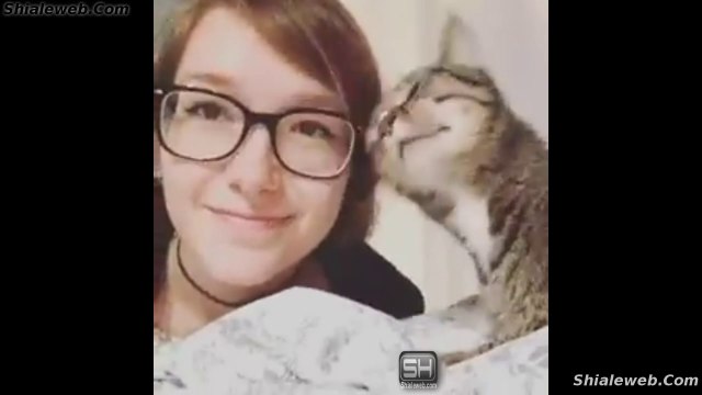 Especial De Los Mejores Videos De Gatitos Animales Y Mascotas Tiernos Felinos Octubre 2015