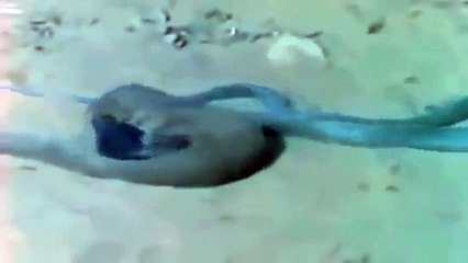 funny  fight mongoose vs snake