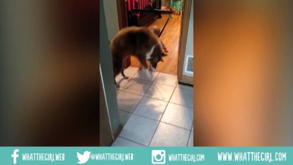 VIRAL: perro enseña a saltar a un bebé