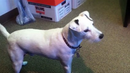 Wilbur fails his screen test