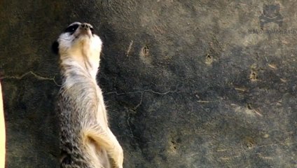 Meerkat argues with Avatar director James Cameron