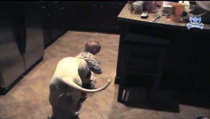 Bouncer Dog Removes Unruly Baby