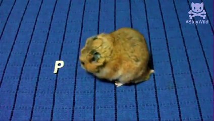 Awesome Hamster Shows Off Mad Skills