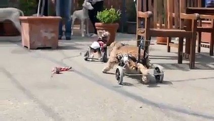 Monkey visits two hands four paws