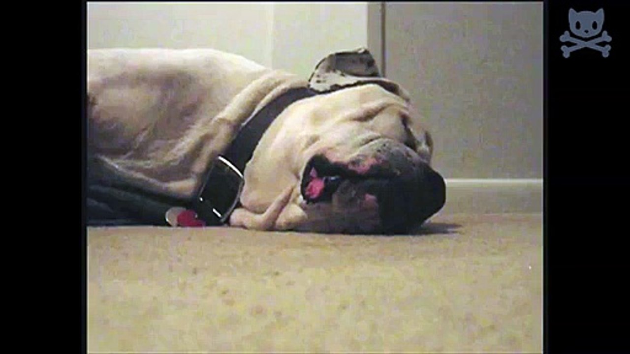 sleeping dog gets cheeky