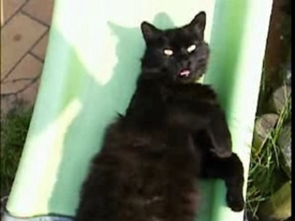 polo le chat
