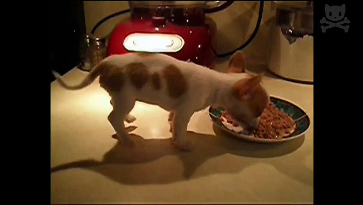 puppy cant stop doing pushups