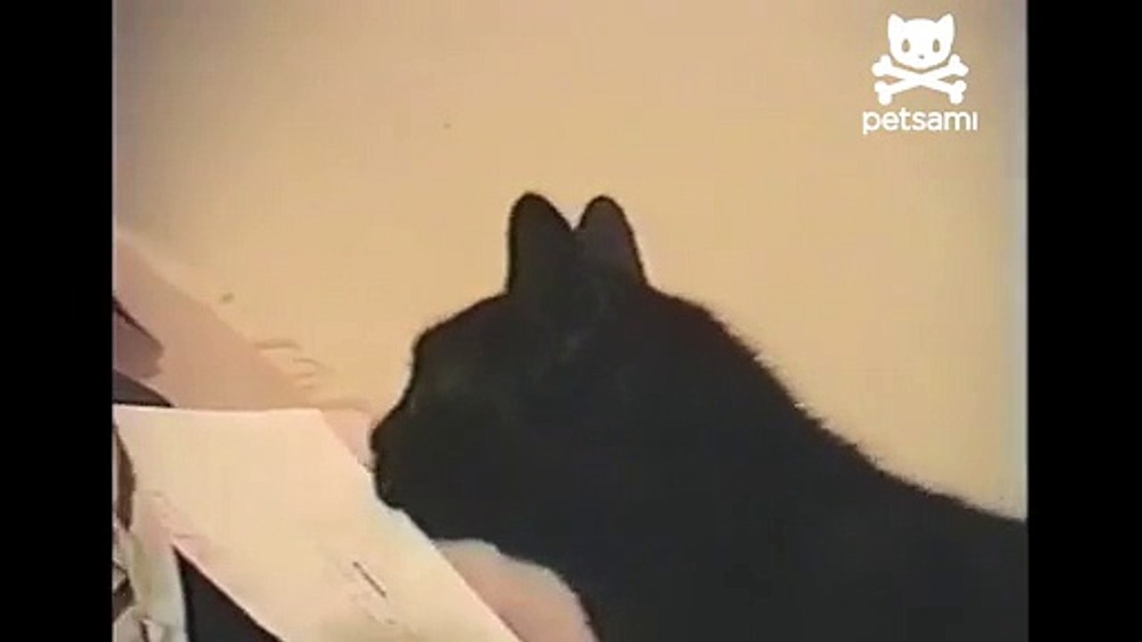 Singing cat rocks out to harmonica