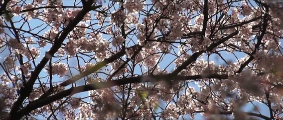 Andrea Bocelli, Ariana Grande - E Più Ti Penso