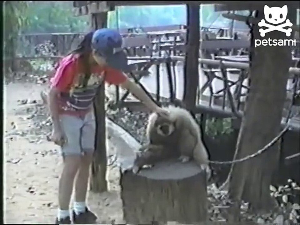 Demanding monkey has a bad itch