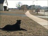 Patient Puppy Waits for the School Bus