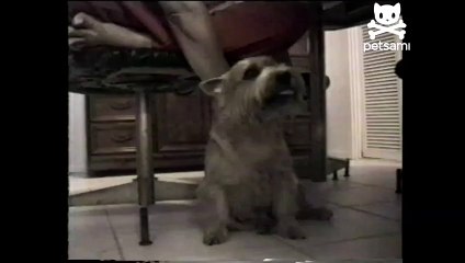 Bloated puppy burps loudly after every meal
