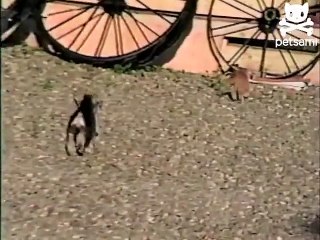 Interested puppy gets frightened by feline