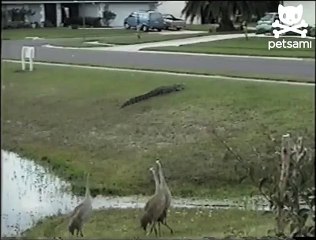 Agressive alligator vs sand hill cranes