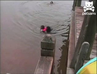 Coast guard canine saves boy from drowning