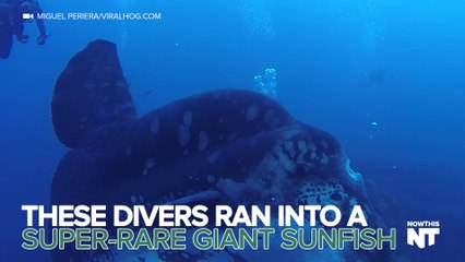 Divers Swim With A Giant Sunfish