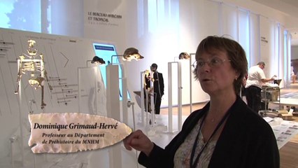 Au musée de l'homme, Dominique Grimaud-Hervé évoque l'émergence de la lignée humaine