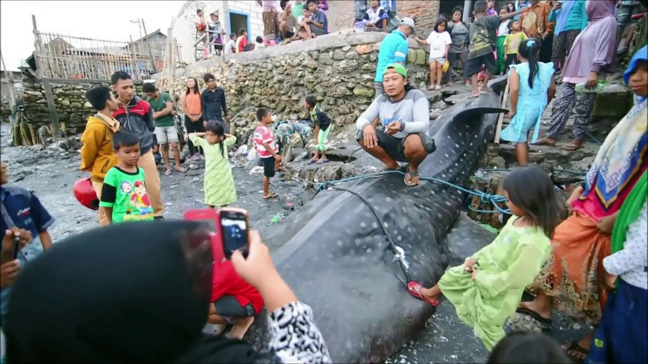 Rekord-walhai in indonesien begraben