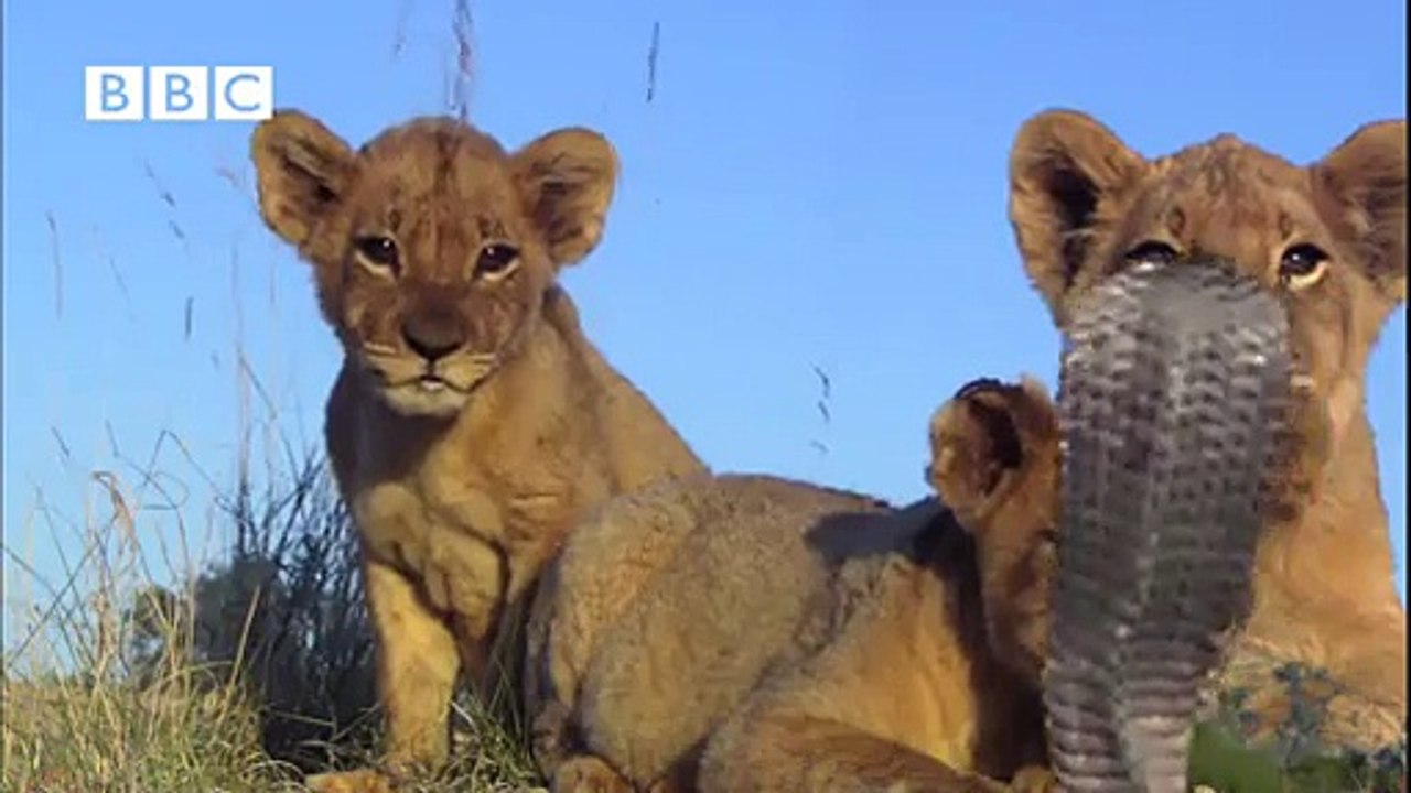 Cobra vs lion