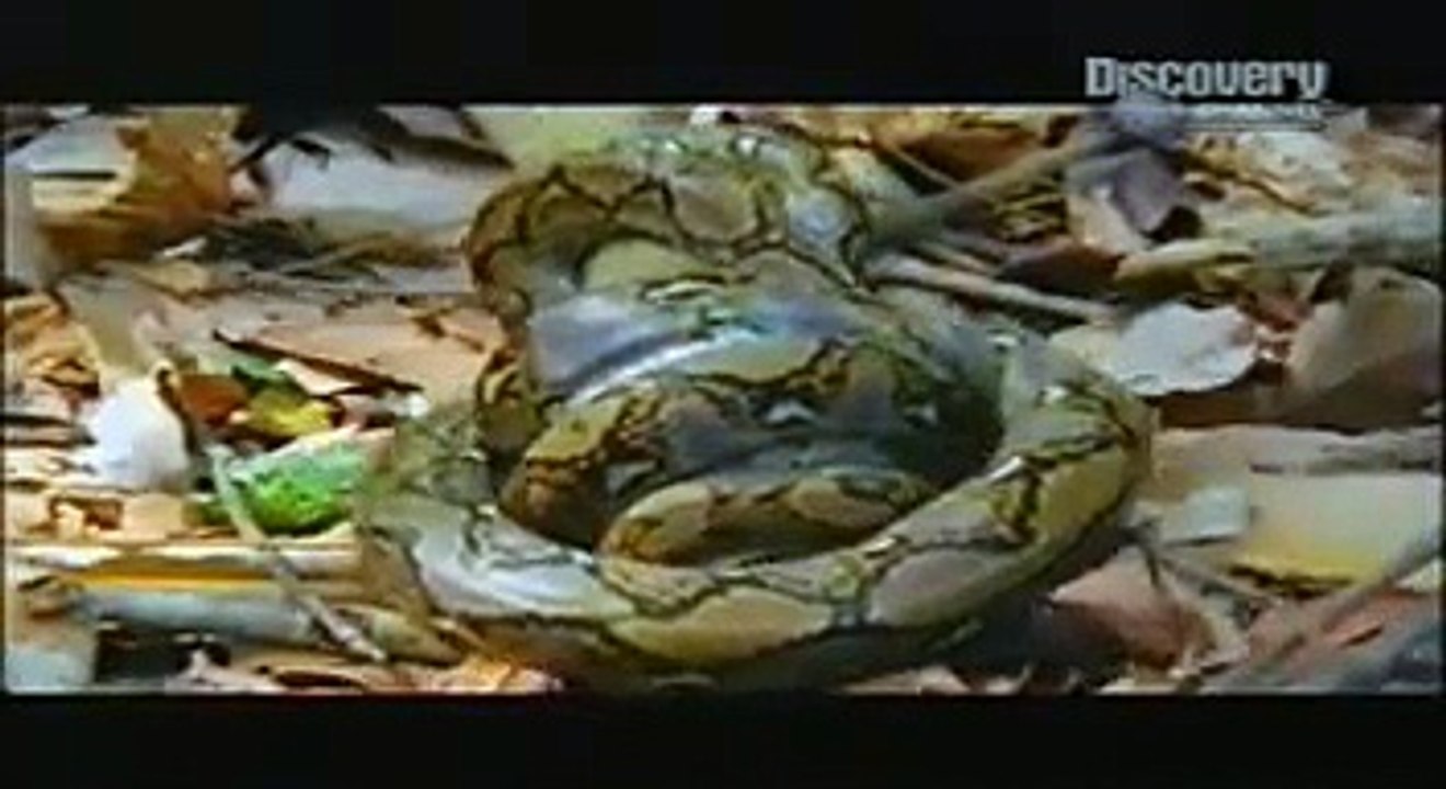 Cobra vs Python