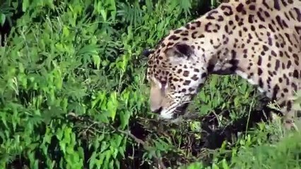 Un jaguar plonge pour attraper un caïman