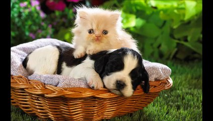 animais fofinhos