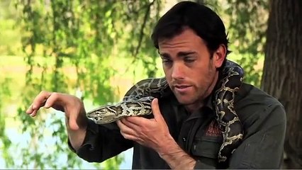 Wild Animal Fight - Burmese Python