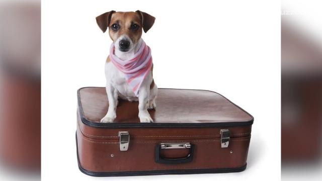 You can now bring Fido and Fluffy on some Amtrak trains