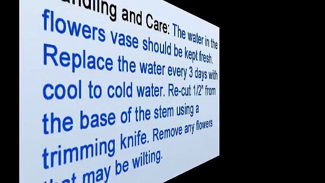 Dendrobium Orchids - Florist in NYC Shares Carring Tips