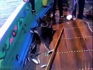 [SD] Fisherman catches weird fish in Karachi